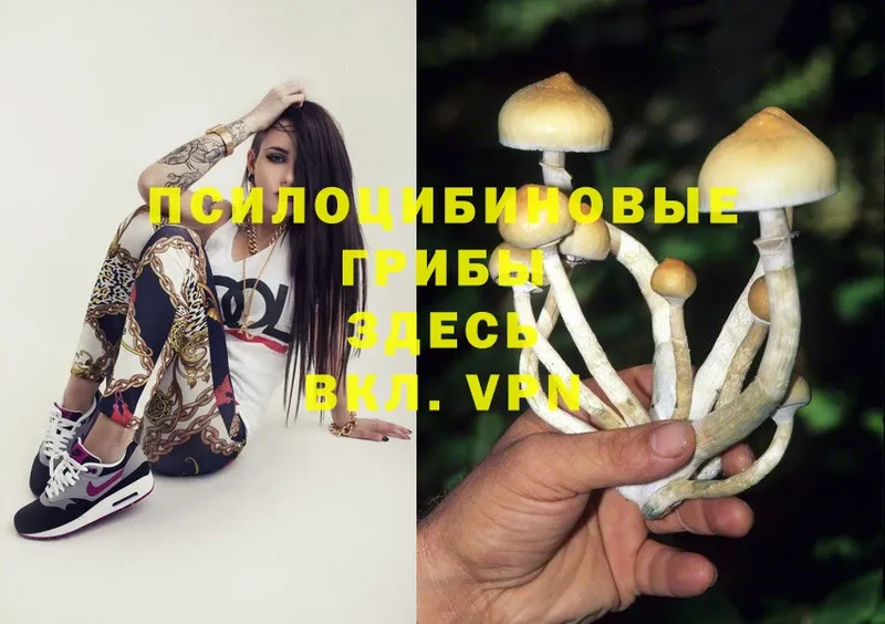 Галлюциногенные грибы Psilocybine cubensis  продажа наркотиков  кракен tor  Кадников 